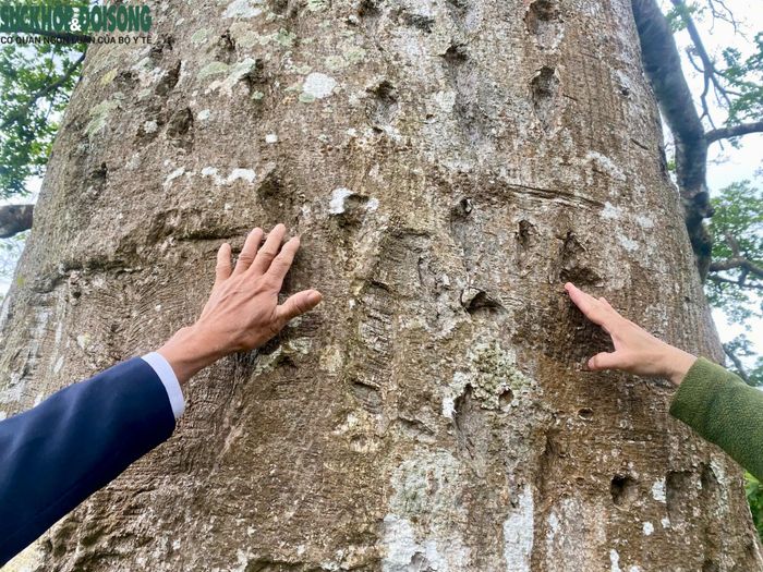Thân cây sui còn lưu lại những vết thương do bom đạn chiến tranh.