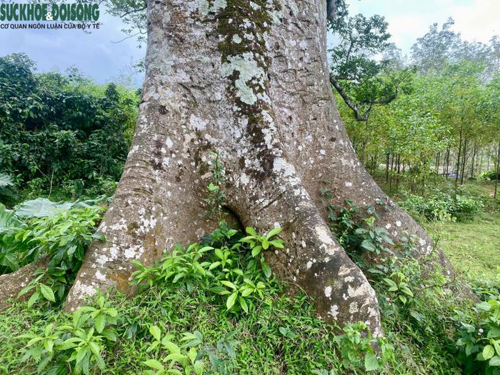 Đường kính thân cây lớn, phải 3 đến 4 vòng tay người trưởng thành mới ôm xuể.