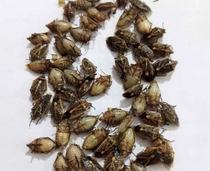 Loài bọ xít mà người dân ở bản Sa Lắng mang về chế biến món ăn. Ảnh: UBND xã Phú Xuân cung cấp.