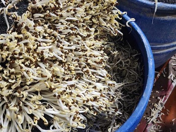 Giá đỗ đã qua ngâm hóa chất 6-BAP. Ảnh: Công an tỉnh Bắc Ninh.