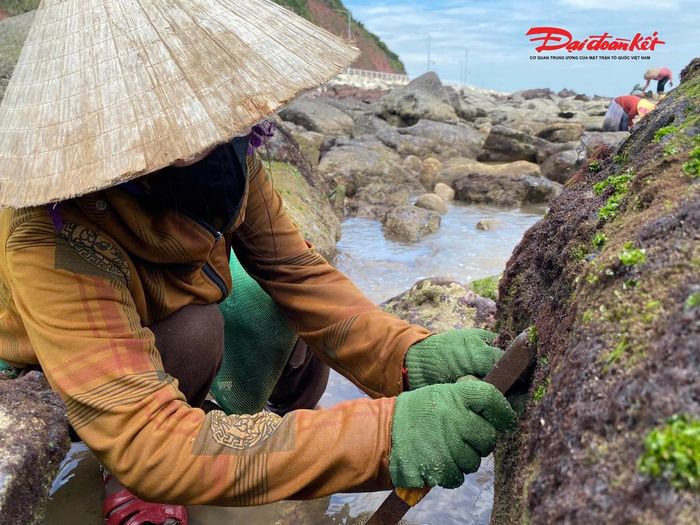 Theo người dân địa phương, mùa thu hoạch rau cạo kéo dài từ tháng 4 đến tháng 7 Âm lịch