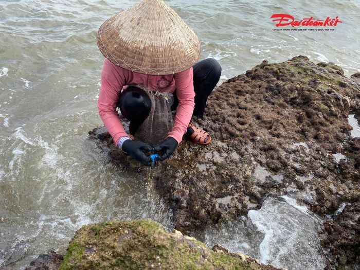 Nghề thu hoạch rau cạo cho thu nhập tiền triệu của ngư dân các xã ven biển Nghệ An. Ảnh: ĐB