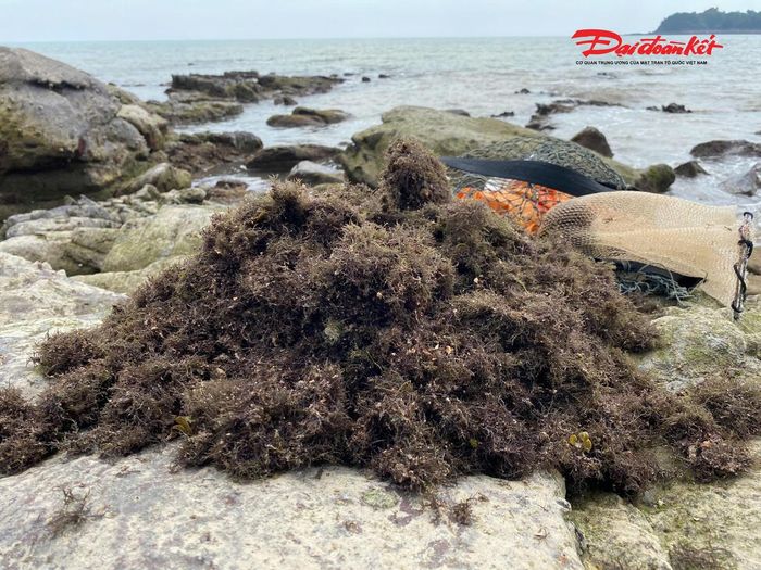 Sau khi được đưa lên bờ, rau cạo phải trải qua nhiều công đoạn làm sạch công phu. Ảnh: ĐB