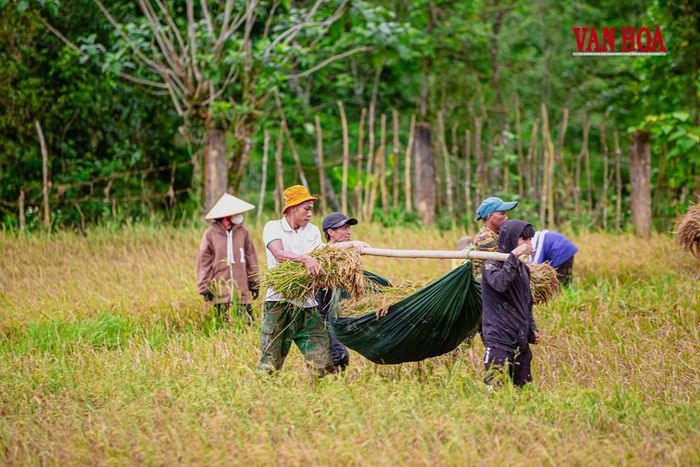 Đồng bào Rục vào mùa thu hoạch lúa
