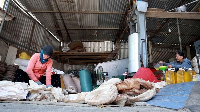 Bánh dầu sau ép được tận dụng làm phân bón hữu cơ hoặc thức ăn cho gia súc, góp phần nâng cao giá trị cây đậu phụng