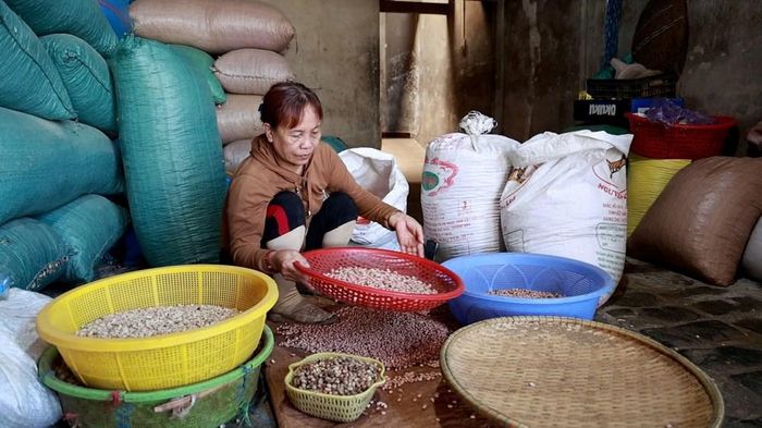 Những hạt đậu lép, sâu hoặc kém chất lượng được loại bỏ trước khi đưa vào chế biến