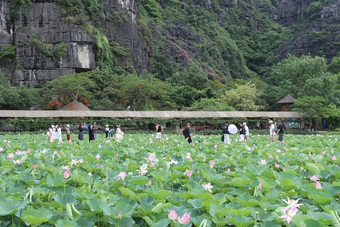 Sức hấp dẫn của đầm sen Hang Múa níu giữ chân đông đảo du khách trong nước và quốc tế. Ảnh: Thùy Dung - TTXVN