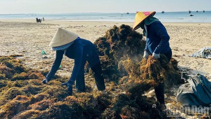 Giũ đất bám vào rong đã khô.