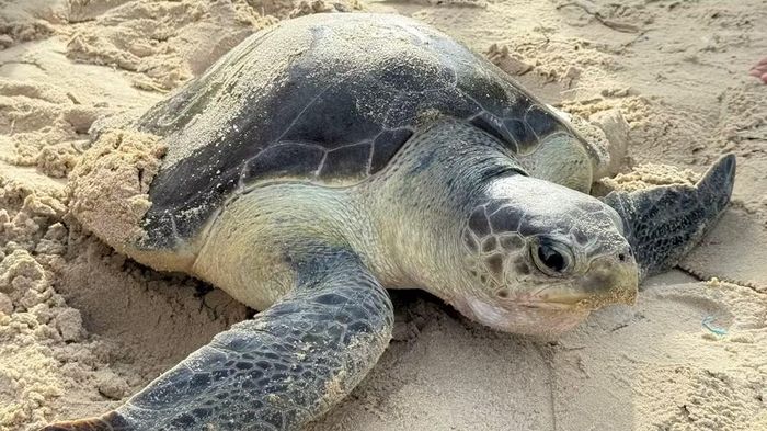 Cá thể rùa được thả về biển.