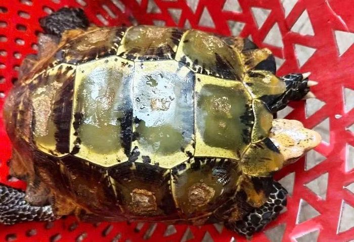 Cá thể rùa quý hiếm.