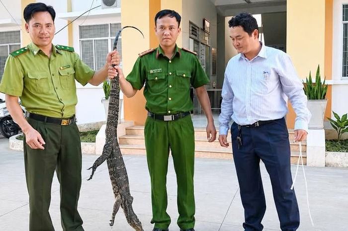 Lực lượng kiểm lâm tiếp nhận con kỳ đà hoa để chăm sóc, theo dõi sức khỏe trước khi xử lý theo quy định. Ảnh: Kiểm lâm tỉnh Tây Ninh