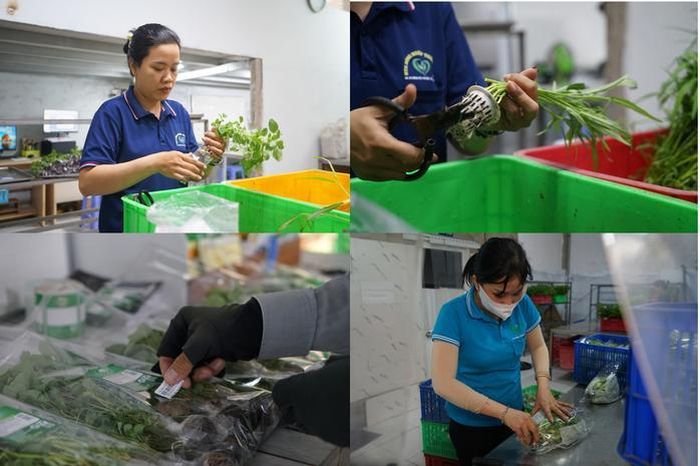 Thành viên HTX Tuấn Ngọc kiểm tra sinh trưởng của rau trong khu nhà màng.