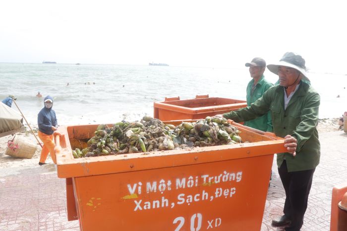  Gần 20 tấn lục bình đã được thu gom. Ảnh: QUANG VŨ 
