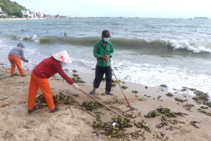  Công nhân Công ty VESCO thu gom lục bình. Ảnh: QUANG VŨ 