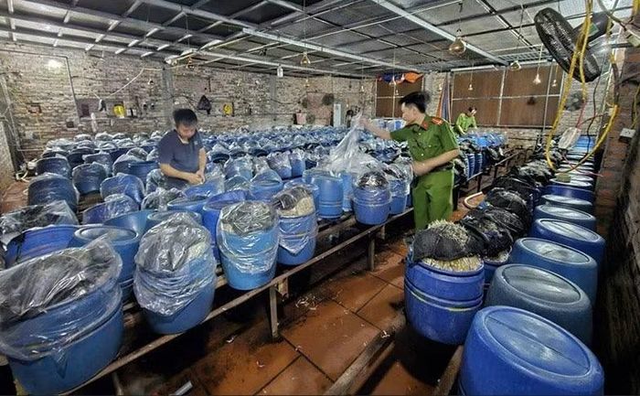 Cơ quan chức năng kiểm tra cơ sở sản xuất giá đỗ vi phạm.