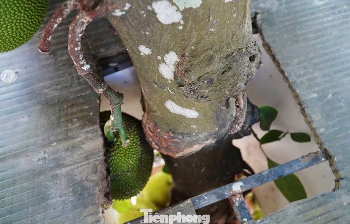 Ô trống trên mái vẫn thoải mái cho cây phát triển.