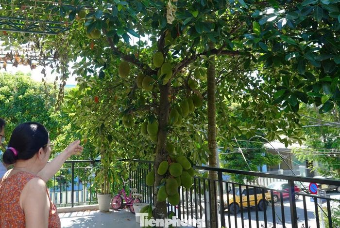 Cây không chỉ cho bóng mát, cho trái mà còn đem lại niềm vui tinh thần cho gia chủ.