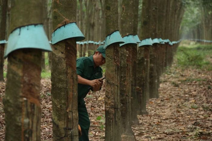 Trên phần cây được giao quản lý, anh Giang Lưu Phi luôn chú trọng thực hiện đúng quy trình kỹ thuật nhằm đảm bảo năng suất khai thác và gìn giữ sự phát triển bền vững của vườn cây.