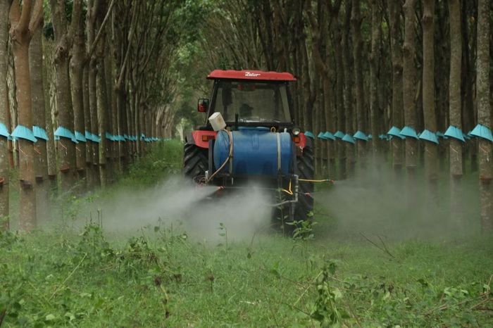 Những hàng cao su xanh mướt tại Đội Bến Lầy, Công ty Cổ phần Cao su Tây Ninh là nơi gắn bó với nhiều thế hệ công nhân trên hành trình gìn giữ và phát triển ngành cao su.