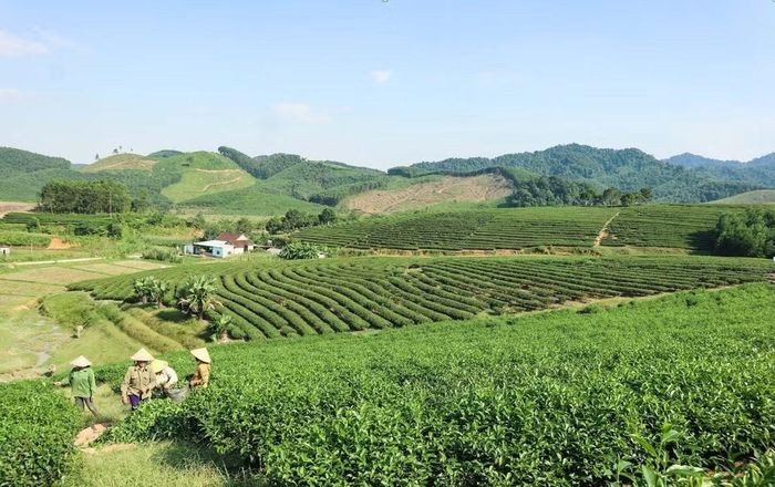 Cây chè được xác định là cây trồng chủ lực ở Nghệ An.