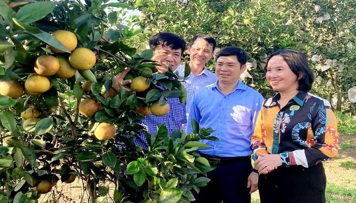 Bà Võ Thị Nhung, Phó giám đốc Sở Nông nghiệp và Môi trường Nghệ An thăm vườn Cam hữu cơ.