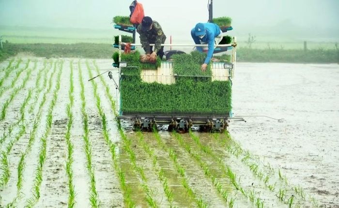 HTX dịch vụ nông nghiệp Văn Thành sử dụng máy cấy trong sản xuất nông nghiệp.