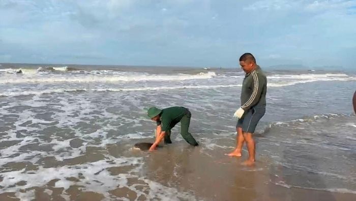 Thả rùa biển về với tự nhiên.