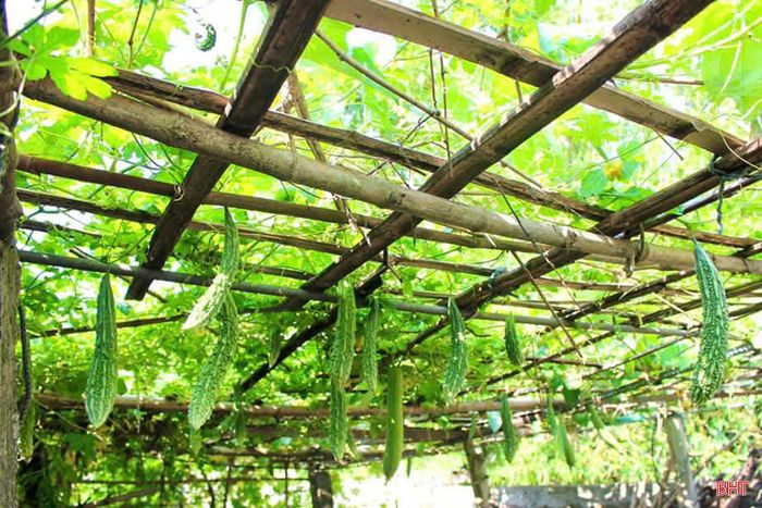 Hiện nay, toàn phường đã có gần 100 vườn hộ phát triển mô hình trồng rau màu với diện tích từ 300m² đến 700m². Các khu vườn được đầu tư chăm sóc bài bản, bảo đảm nguồn rau xanh phục vụ nhu cầu tiêu dùng của người dân địa phương và các khu vực lân cận.