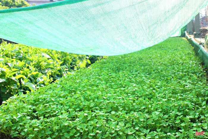 Nhờ thời gian sinh trưởng ngắn, chất đất phù hợp, dễ chăm sóc nên các loại rau, quả sinh trưởng, phát triển nhanh.