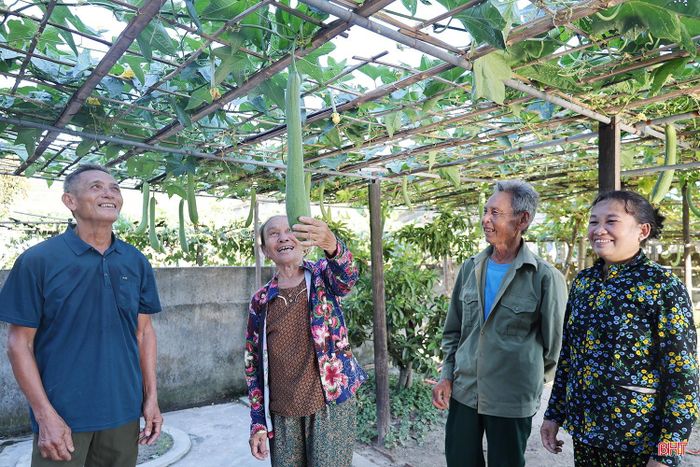 Vườn mướp trĩu quả của hộ gia đình bà Nguyễn Thị Xuyên ở TDP Bắc Hà, phường Hải Ninh.
