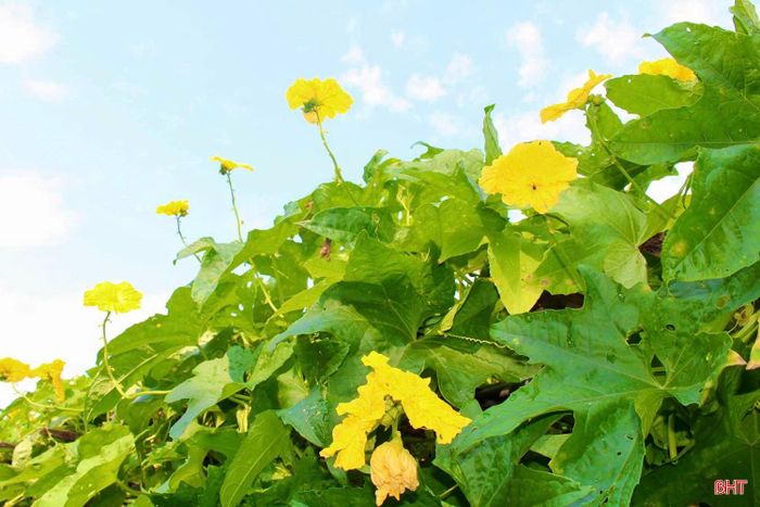 Không chỉ mang lại hiệu quả kinh tế thiết thực, việc cải tạo vườn tạp, xây dựng các vườn rau màu còn góp phần tạo nên không gian xanh - sạch - đẹp trong khu dân cư, nâng cao ý thức bảo vệ môi trường của người dân.