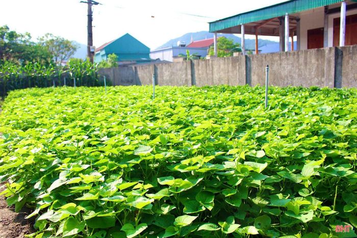 Những vườn rau xanh mơn mởn của người dân Hải Ninh.