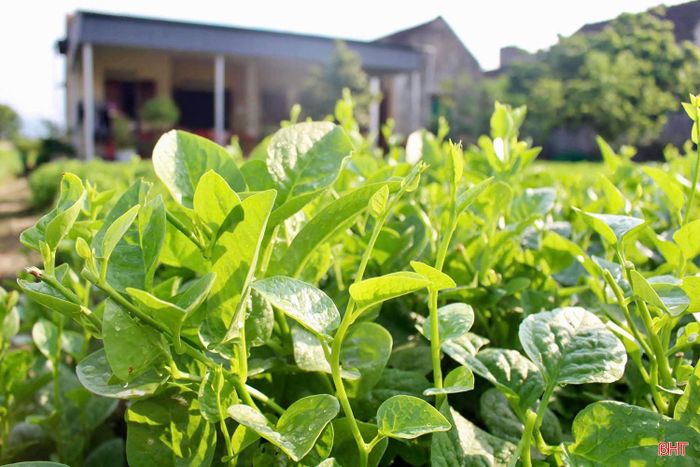 Với phương châm “mùa nào, thức nấy”, người dân đã luân canh nhiều loại cây trồng như: mướp, bí, mùng tơi, cải, rau dền và các loại rau quả gia vị.