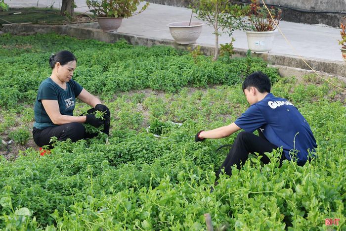  Từ việc bán rau màu, mỗi hộ có nguồn thu nhập dao động từ 200.000 đến 500.000 đồng/ngày, góp phần nâng cao đời sống. Trong ảnh: Gia đình chị Lê Thị Hồng (TDP Nam Hải, phường Hải Ninh) đang thu hoạch rau trên diện tích 700m2 để nhập cho các nhà hàng kinh doanh dịch vụ ăn uống. 