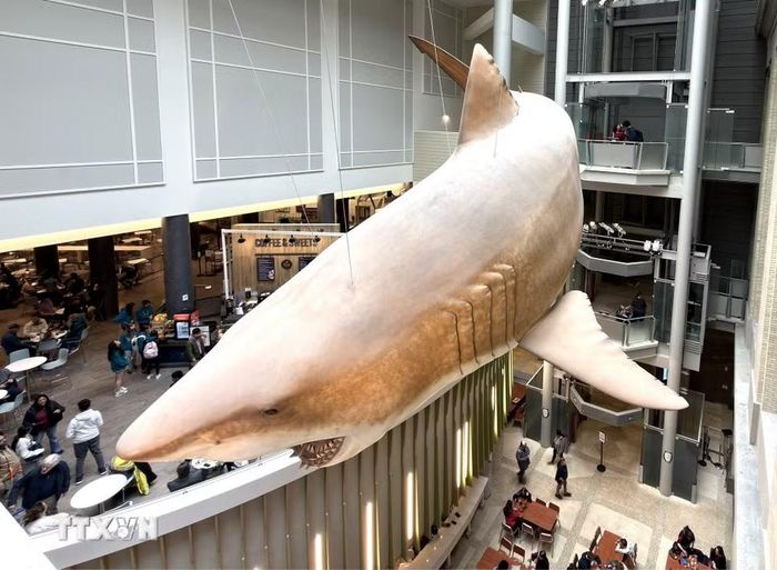 Mô hình cá mập Megalodon thời tiền sử là điểm nhấn nổi bật tại Bảo tàng Lịch sử Tự nhiên Quốc gia Mỹ. Đây là bản sao kích thước thật của một cá thể cái trưởng thành, dài khoảng 15,8 mét. (Ảnh: Ngọc Quang/TTXVN)
