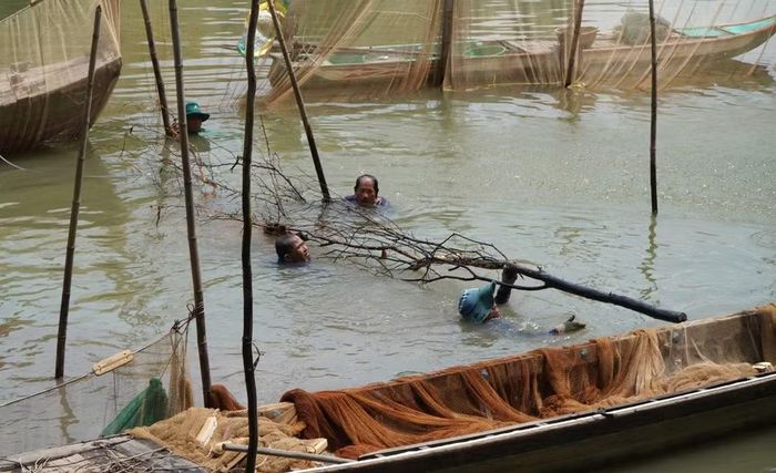 Người dân bao lưới xung quanh đống chà, lấy những nhánh chà ra ngoài để bắt cá, tôm. (Ảnh: Nhựt An/TTXVN)
