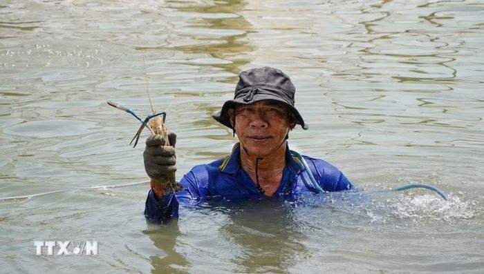 Khi dỡ chà, người dân bắt được nhiều loại thủy sản có giá trị kinh tế cao như tôm, cá trèn, cá lăng. (Ảnh: Nhựt An/TTXVN)