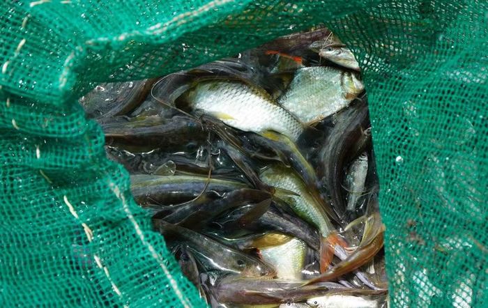 Người dân dỡ chà, bắt được nhiều loại cá. (Ảnh: Nhựt An/TTXVN)