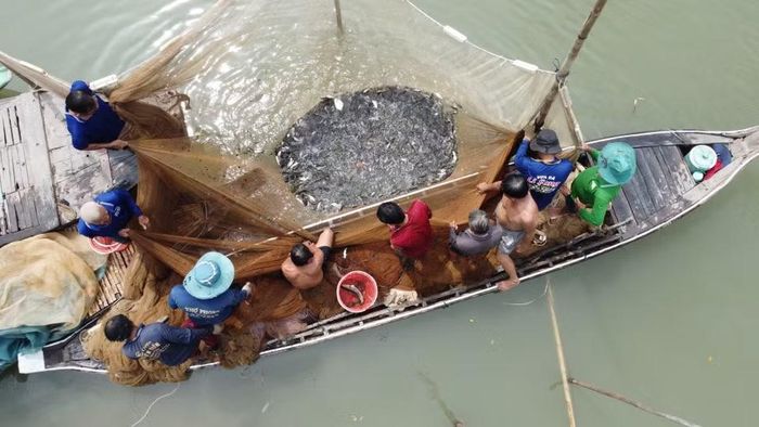 Có khi dỡ một đống chà, người dân thu hoạch hơn 1 tấn tôm, cá các loại. (Ảnh: Nhựt An/TTXVN)