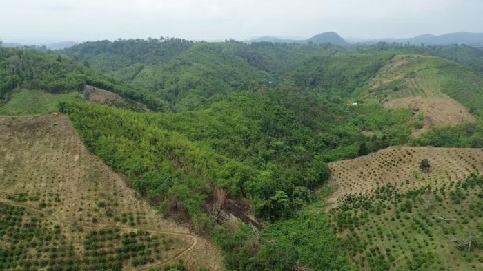Tình trạng lấn chiếm đất rừng trên lâm phần được giao cho Ban quản lý rừng phòng hộ Đắk Glong-Gia Nghĩa (phường Bắc Gia Nghĩa, tỉnh Lâm Đồng) quản lý. (Ảnh: Nguyễn Huy Thành/TTXVN)