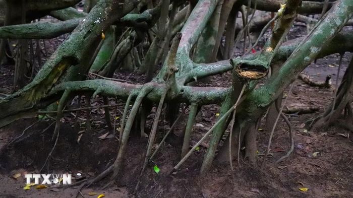 Cây Gừa có thân và rễ như mạng nhện, nhiều lớp đan xen. (Ảnh: Nguyễn Hằng/TTXVN)