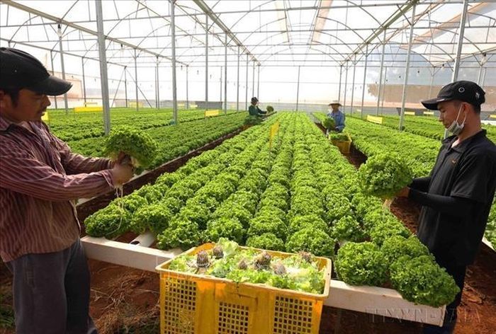 Phong trào nông dân thi đua sản xuất, kinh doanh giỏi, đoàn kết giúp nhau làm giàu và giảm nghèo bền vững của các cấp hội nông dân tỉnh Lâm Đồng đã có nhiều chuyển biến tích cực, thu hút đông hội viên tham gia đầu tư vào sản xuất, kinh doanh vươn lên thoát nghèo, làm giàu chính đáng. Ảnh: Vũ Sinh/TTXVN