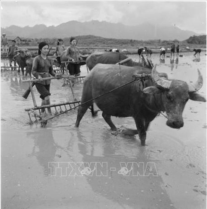 Hưởng ứng phong trào “Ba đảm nhiệm”, “Ba sẵn sàng”, nông dân hợp tác xã Hòa Bình (Đại Từ, Bắc Thái) đẩy mạnh sản xuất và luyện tập quân sự, sẵn sàng chiến đấu. Ảnh: Văn Bảng/TTXVN