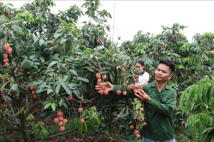 Vải thiều chín sớm ở xã Nam Dương đang được người dân thu hoạch, bán với giá cao. Ảnh minh họa: Việt Hùng/TTXVN.