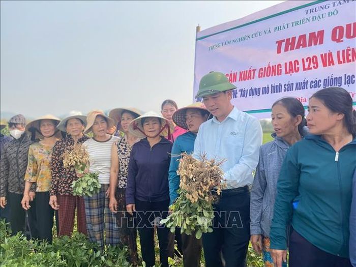 Mô hình “Sản xuất lạc giống xác nhận vụ Thu Đông” tại xã Diễn Châu từng bước hình thành hệ thống cung ứng giống chuẩn hóa, sạch bệnh cho các vùng nguyên liệu trọng điểm, chấm dứt thói quen sử dụng hạt giống trôi nổi của người dân.