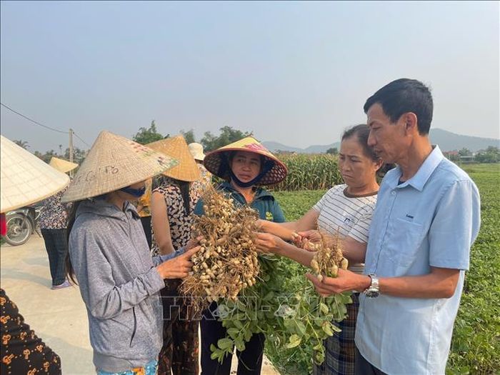 Các "vựa lạc" lớn như Diễn Châu, An Châu, Hải Châu, Trung Lộc…có năng suất bình quân từ 34 - 36 tạ/ha, hàng năm cung ứng ra thị trường hàng ngàn tấn lạc hàng hóa chất lượng cao.