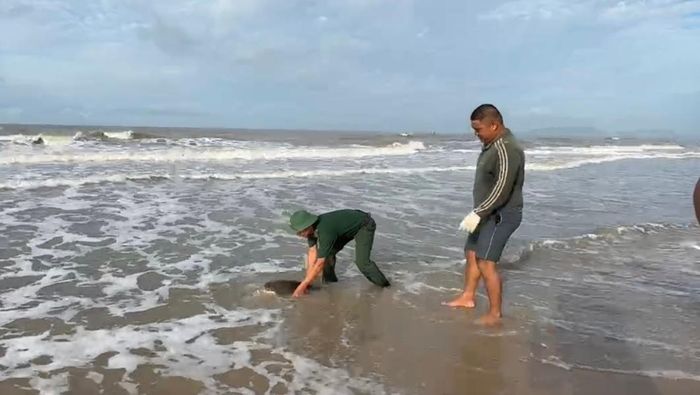 Cán bộ Đồn Biên phòng Phước Thuận phối hợp với ngư dân và người dân địa phương tiếp nhận cá thể rùa biển mắc lưới trước khi thả về môi trường tự nhiên.