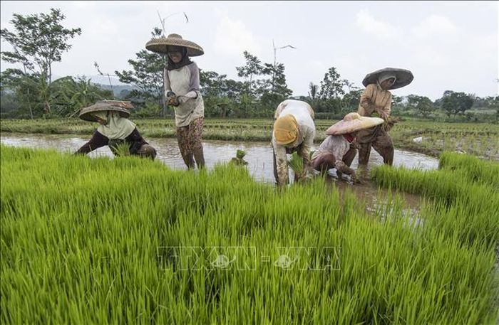 Nông dân trồng lúa trên cánh đồng tại Bogor, Tây Java, Indonesia. Ảnh tư liệu: THX/TTXVN