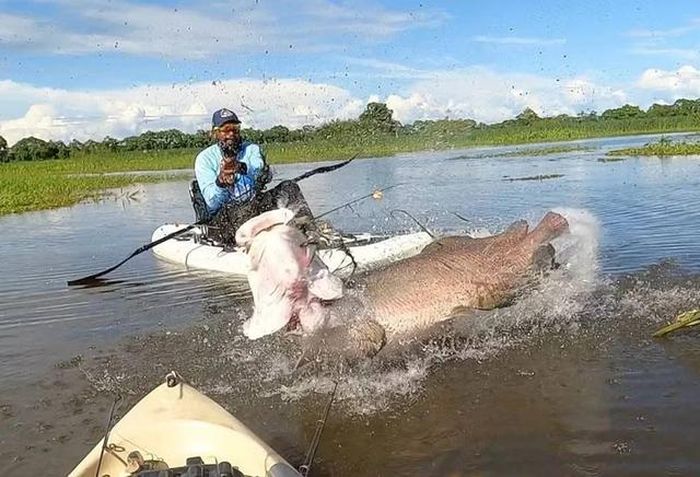 Con cá khổng lồ dài 2 mét, nặng 60kg