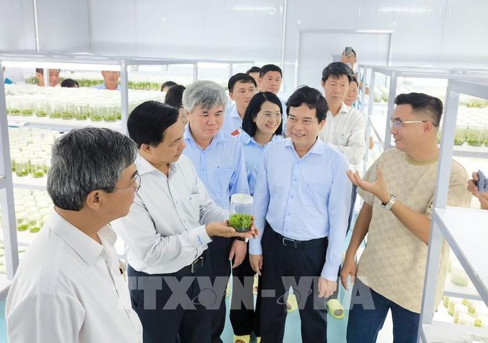 Đoàn công tác khảo sát thực tế ứng dụng công nghệ cao trong sản xuất cây giống tại xã Chợ Lách. Ảnh: Huỳnh Phúc Hậu - TTXVN
